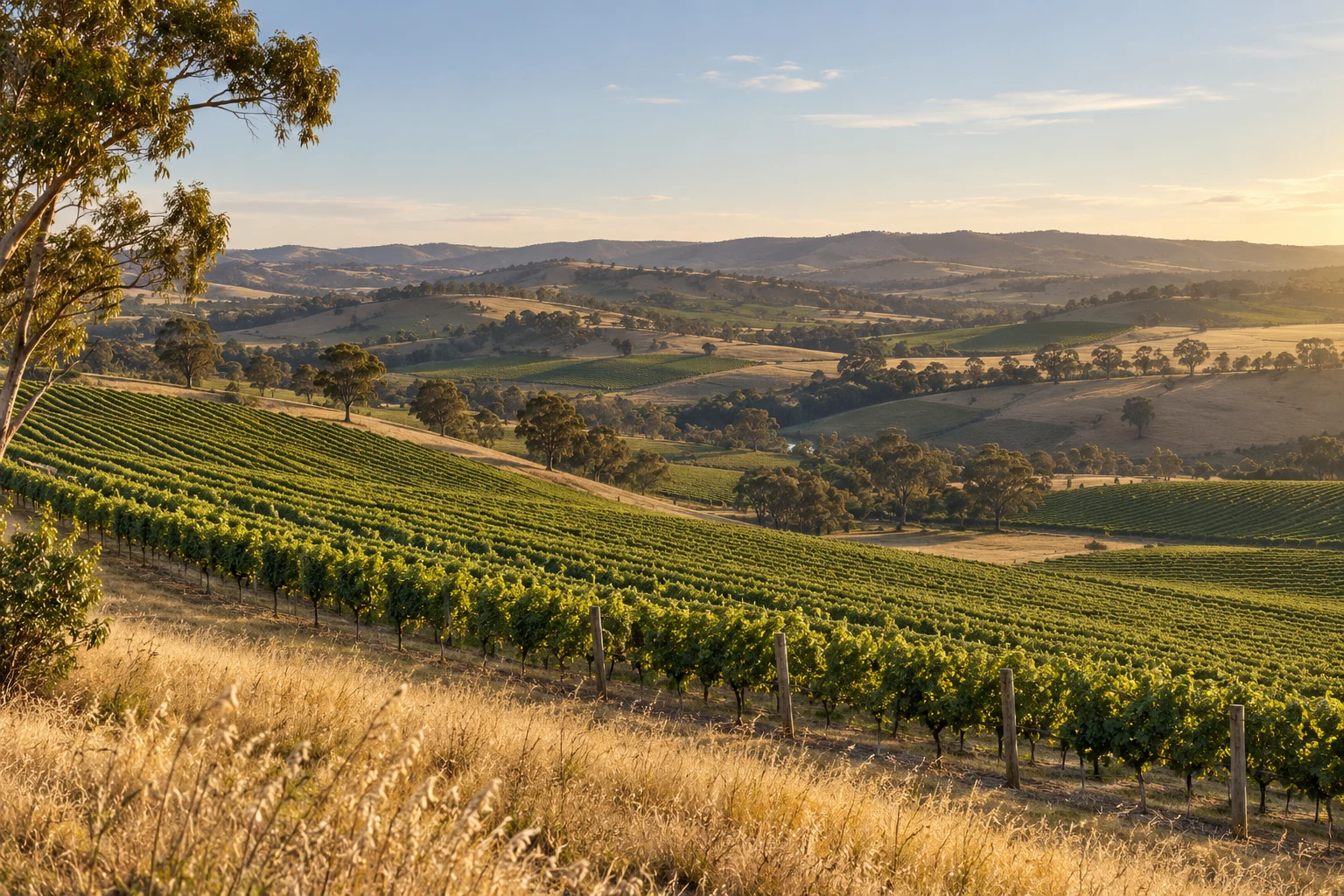 Sunlit vineyard rows winding across a golden countryside landscape